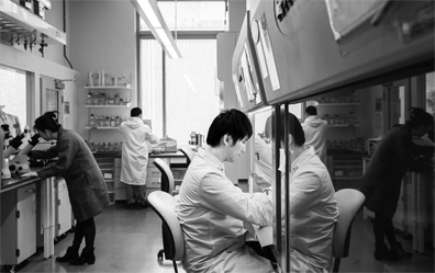 Bioengineering students work on cell engineering research in a laboratory.