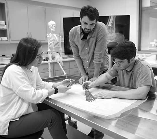 students observe ankle prosthesis